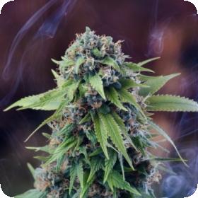 Tardis Regular Seeds Tardis Regular Seeds