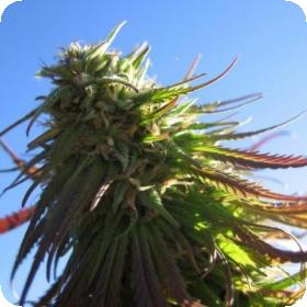 Texada Timewarp Regular Seeds Texada Timewarp Regular Seeds