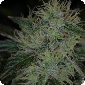 Chernobyl Regular Seeds
