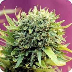 Dairy Queen Regular Seeds