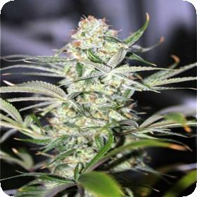 Galactic Jack Regular Seeds