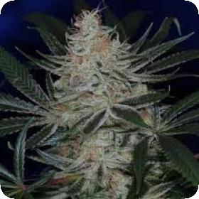 Jack the Ripper Regular Seeds