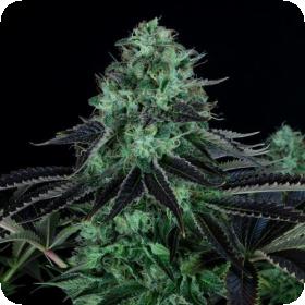 Dark Star Feminised Seeds Dark Star Feminised Seeds