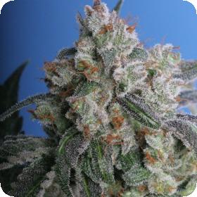 Burmese Kush Feminised Seeds Burmese Kush Feminised Seeds
