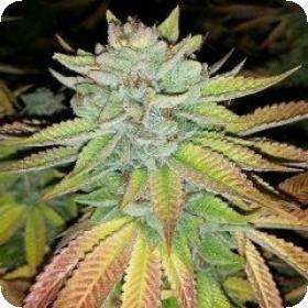 Tha Melon Regular Seeds Tha Melon Regular Seeds