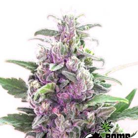 THC Bomb Regular Seeds THC Bomb Regular Seeds