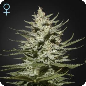 The Church CBD Feminised Seeds The Church CBD Feminised Seeds