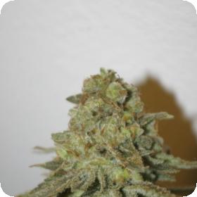 The Durban Special Regular Seeds