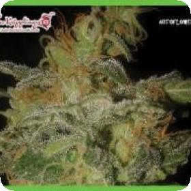 The Incredible Bulk Auto Feminised Seeds The Incredible Bulk Auto Feminised Seeds
