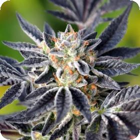 The Maestro Regular Seeds The Maestro Regular Seeds