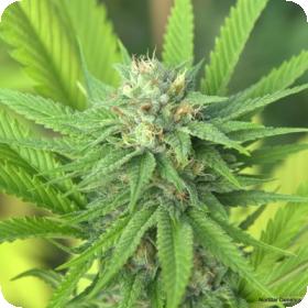 The Mission Regular Seeds The Mission Regular Seeds