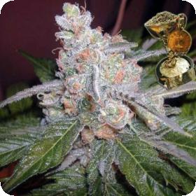 The Purps Feminised Seeds The Purps Feminised Seeds
