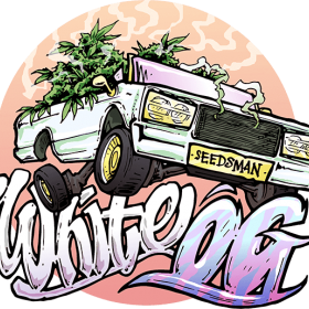 The White OG Feminised Seeds The White OG Feminised Seeds