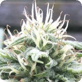 The White Star Regular Seeds