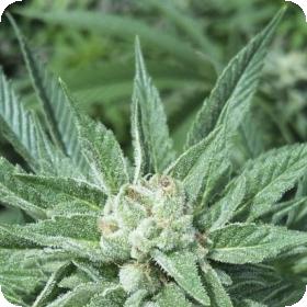 The Wifi Connection Regular Seeds