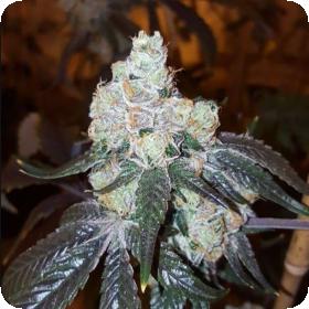 Thin Mint Girl Scout Cookies Feminised Seeds Thin Mint Girl Scout Cookies Feminised Seeds