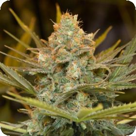 Three Blue Kings Feminised Seeds
