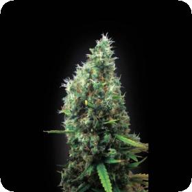 Tijuana Feminised Seeds Tijuana Feminised Seeds