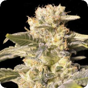 TNT Kush CBD Feminised Seeds TNT Kush CBD Feminised Seeds