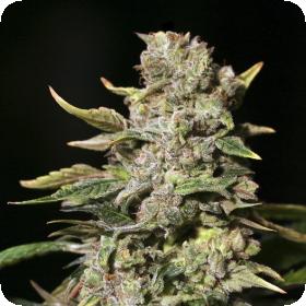 TNT Kush Feminised Seeds TNT Kush Feminised Seeds