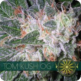 Tom Kush OG Feminised Seeds Tom Kush OG Feminised Seeds