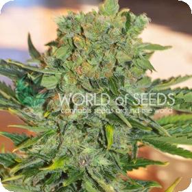 Tonic Ryder CBD Auto Feminised Seeds Tonic Ryder CBD Auto Feminised Seeds