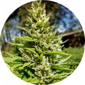 Top Tao Mix 2 Regular Seeds