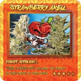 Strawberry Akeil Feminised Seeds Strawberry Akeil Feminised Seeds