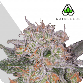 Trans Siberian Auto Feminised Seeds Trans Siberian Auto Feminised Seeds