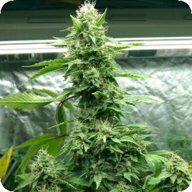 Tre Banana Dawg Feminised Seeds Tre Banana Dawg Feminised Seeds