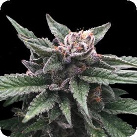 Triple Scoop Feminised Seeds (Sorbet Collection) Triple Scoop Feminised Seeds (Sorbet Collection)