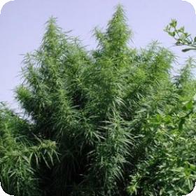 Tropical Mix Regular Seeds Tropical Mix Regular Seeds