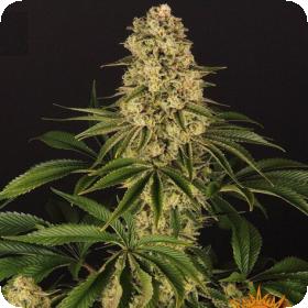 Tropicanna Banana Feminised Seeds Tropicanna Banana Feminised Seeds