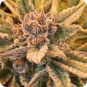 True Love Regular Seeds True Love Regular Seeds