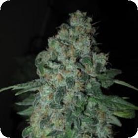 Tsi Fly Regular Seeds Tsi Fly Regular Seeds