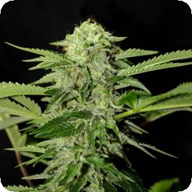 Txees Bilbo (Cheese) Feminised Seeds Txees Bilbo (Cheese) Feminised Seeds