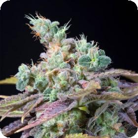 Txomango Feminised Seeds Txomango Feminised Seeds