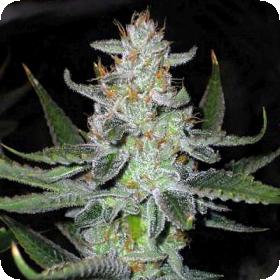 UK Chem Regular Seeds UK Chem Regular Seeds