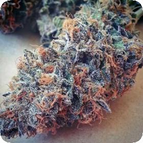 Ultimate Purple Regular Seeds