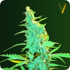 Ultra Power Plant Feminised Seeds