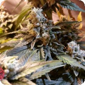 Valley Kush 1.0 Feminised Seeds Valley Kush 1.0 Feminised Seeds