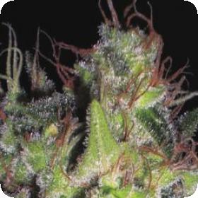 Vanilla Haze Feminised Seeds Vanilla Haze Feminised Seeds