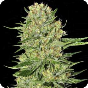 Veneno Feminised Seeds Veneno Feminised Seeds