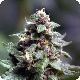 Vintners Moonshine Regular Seeds