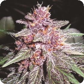 Violeta Regular Seeds Violeta Regular Seeds