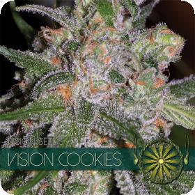 Vision Cookies Feminised Cannabis Seeds Vision Cannabis Seeds 0