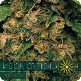 Vision Critical Auto Feminised Seeds