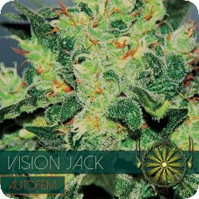 Vision Jack Auto Feminised Seeds Vision Jack Auto Feminised Seeds