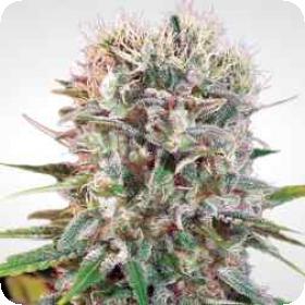 Wappa Auto Feminised Seeds Wappa Auto Feminised Seeds