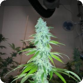 Wedding Cake S1 Feminised Seeds Wedding Cake S1 Feminised Seeds